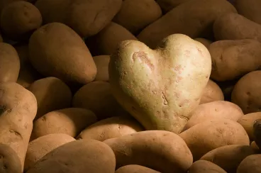 La pomme de terre, la reine de la variété !